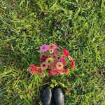 Emma Mobley - @endofnowhereflowerfarm Instagram Profile Photo