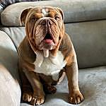 Ernest - @ernest_english_bulldog Instagram Profile Photo