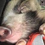 Eugene Piggles/Jaycee Lindeman - @engene_the_pig Instagram Profile Photo