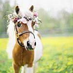 HORSES HORSES AND MORE HORSES - @evabeaver.spammm Instagram Profile Photo