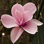 Evelyn Klines - @_pink_magnolia_treazure_box Instagram Profile Photo