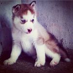 Skywoof Evelyn Nursusanto - @evelyn_husky Instagram Profile Photo