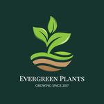 Evergreen Plants - @ever_green_plants Instagram Profile Photo
