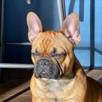 Fathead Frenchies Chuy - @chuyfrenchbulldog Instagram Profile Photo