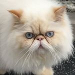 3 Cats - Leon - Felix - Cuzinha - @cute3cats Instagram Profile Photo