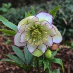 Susan Ashcraft +Jennifer Haley - @blithe.floral Instagram Profile Photo