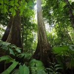 Rainforests In Danger - @_savetherainforests Instagram Profile Photo