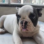 Bradock_bulldog - @bradock.frances Instagram Profile Photo