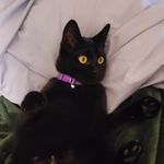 Damon - @frances.the.cat Instagram Profile Photo