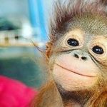 hola soy un simio - @el_sapiensque_no_sabe_frances Instagram Profile Photo