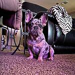 Franklin Ralph - @franklinthetexasfrenchie Instagram Profile Photo