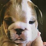 Franklin Russell - @franklin_englishbulldog Instagram Profile Photo