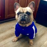 Bosey the Frenchie - @bestbosey Instagram Profile Photo