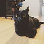 Fred Ramey - @fred.the.kitty Instagram Profile Photo