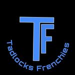 tadlocks frenchies - @tadlocks_frenchies Instagram Profile Photo