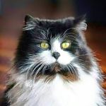 Freda Graham - @fredacat Instagram Profile Photo