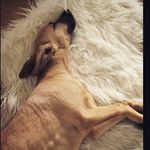 Freddie - @freddie_the_couchpotato Instagram Profile Photo