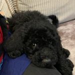 Freddie Langston - @ready_for_freddie_the_dog Instagram Profile Photo