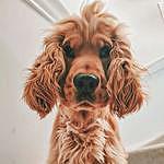 Freddie the Cocker Spaniel - @following.freddie Instagram Profile Photo
