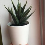 freddy.plant - @freddy.plant Instagram Profile Photo