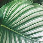 freddy.the.plant - @freddy.the.plant Instagram Profile Photo