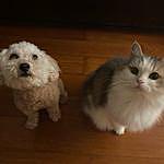 Garfield dog and Money cat - @dog_cat_living_inonehouse Instagram Profile Photo