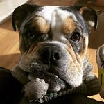 Denzel Gary - @denzelgary_english_bulldog Instagram Profile Photo