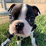 Gene Jumper - @genetheboston Instagram Profile Photo