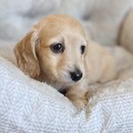 GEORGE BAILEY - @george.bailey.thedoxie Instagram Profile Photo