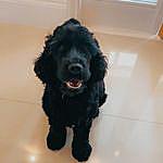 George brickell - @georgie_porgie_spaniel Instagram Profile Photo