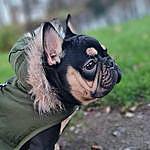 George Hinds - @georgehinds_frenchie2020 Instagram Profile Photo