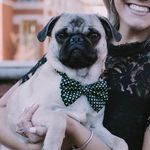 George Pennington - @curious_george_the_pug Instagram Profile Photo