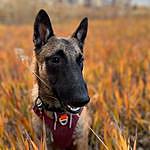 George Welch - @dog_dad_in_training Instagram Profile Photo