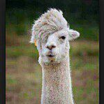 Georgia renfro - @georgia.the.alpaca Instagram Profile Photo