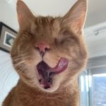 Edward the Blind Ginger Lion - @edwardtheblindgingerlion Instagram Profile Photo