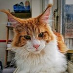 Ginger Maine Coon Cat - @buster_maine_coon Instagram Profile Photo