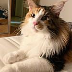 Ginger The Maine Coon - @gigi_maine_coon Instagram Profile Photo