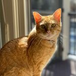 Frisbee - @frisbee.the.ginger Instagram Profile Photo