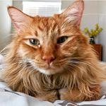Grimsey The Ginger Cat - @grimseyboy Instagram Profile Photo