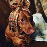 Ginger Hager - @ginger_doxie10 Instagram Profile Photo