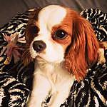 Ginger The Cavalier Queen - @gingercavalierqueen Instagram Profile Photo