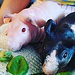 Gloria and Penelopa - @gloria_penelopa_guinea_pig Instagram Profile Photo