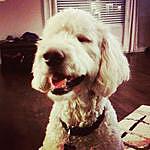 Ackley the Goldendoodle - @ackleythedoodle Instagram Profile Photo