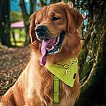 Duke | Golden Retriever - @dog.duke.golden Instagram Profile Photo