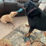 Whitaker and Tank - @the_goldie_and_the_rottie Instagram Profile Photo