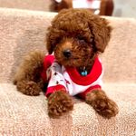 QuinnYerik, IvyGrace, Chyo the toy poodle and Gwendolyn d Golden - @3tpoodles Instagram Profile Photo