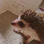 Harold The Hedgehog - @harold.the.hodgeheg Instagram Profile Photo