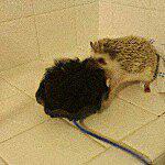 Harold the Hedgehog - @harold_the_hedgie Instagram Profile Photo