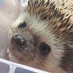 Harold The Hedgehog - @harold_thehedgehog Instagram Profile Photo