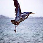 Harry the Heron - @harry_the_heron_and_friends Instagram Profile Photo